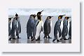 King Penguins