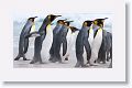 King Penguins