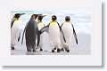 King Penguins