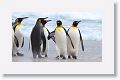 King Penguins