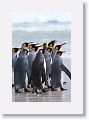 King Penguins