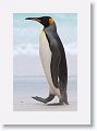 King Penguin