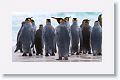 King Penguins