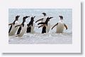 Gentoo Penguins