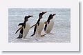 Gentoo Penguins