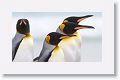 King Penguins