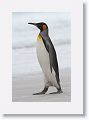 King Penguin