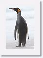 King Penguin