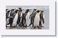 King Penguins