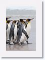 King Penguins