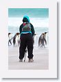 A wall of sand blasts King Penguins, photographers and cameras at Volunteer Point