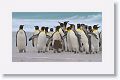 King Penguins