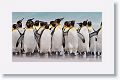 King Penguins