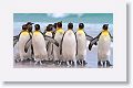 King Penguins