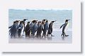 King Penguins