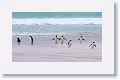 A wall of sand blasts King Penguins, photographers and cameras at Volunteer Point