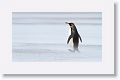 A wall of sand blasts King Penguins, photographers and cameras at Volunteer Point