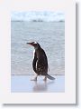 Gentoo Penguin