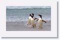 Gentoo Penguins