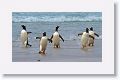 Gentoo Penguins