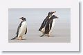 Gentoo Penguins