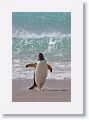 Gentoo Penguin