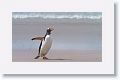 Gentoo Penguin