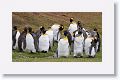 King Penguins