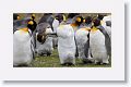 King Penguins