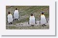 King Penguins