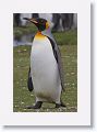 King Penguin