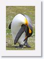 King Penguin