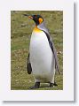 King Penguin