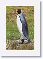 King Penguin