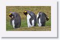 King Penguins