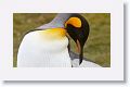 King Penguin