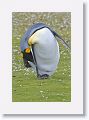 King Penguin