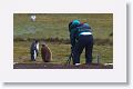 King Penguins