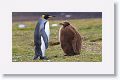 King Penguins