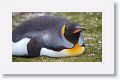 King Penguin