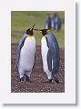 King Penguins