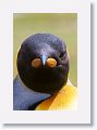 King Penguin