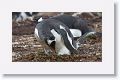 Gentoo Penguins