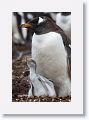 Gentoo Penguins