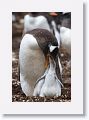 Gentoo Penguins