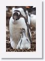 Gentoo Penguins