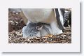 Gentoo Penguins