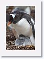 Gentoo Penguins