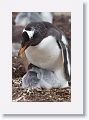 Gentoo Penguins