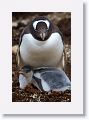 Gentoo Penguins